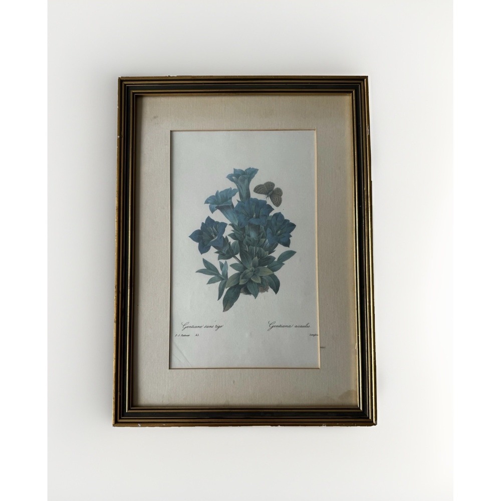 Vintage Botanical Illustration GENTIANA ACAULIS 1759-1840 Art Print 17x12 Framed